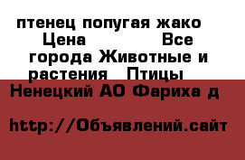 птенец попугая жако  › Цена ­ 60 000 - Все города Животные и растения » Птицы   . Ненецкий АО,Фариха д.